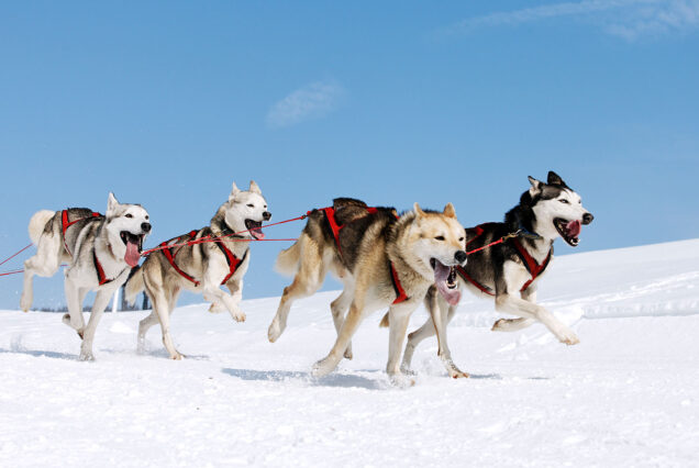Büyüleyici Kuzey Işıkları Lapland